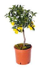 Citrusträd H70 x Ø18 cm